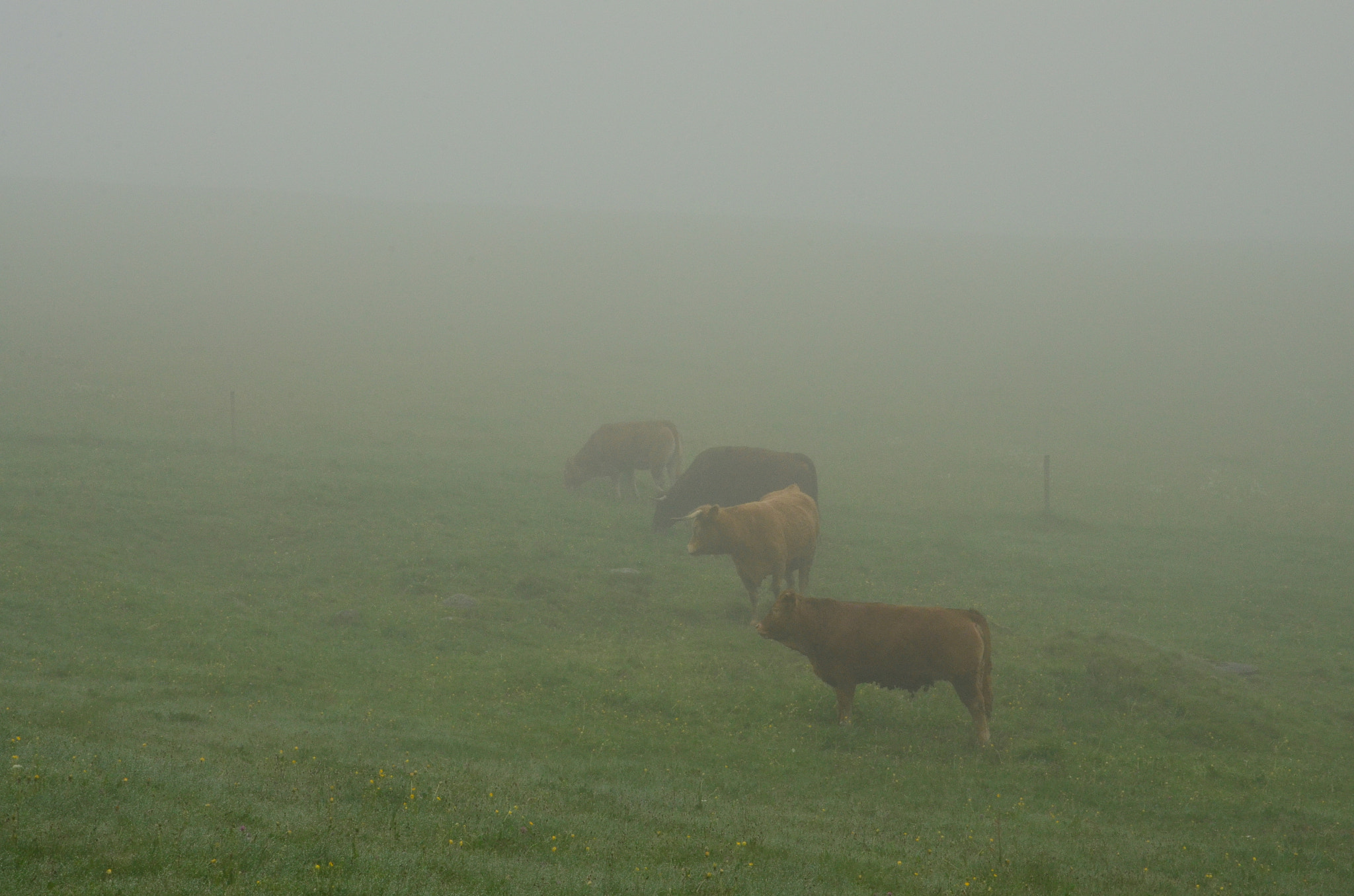 Sigma 17-70mm F2.8-4 DC Macro OS HSM | C sample photo. Foggy cattle photography
