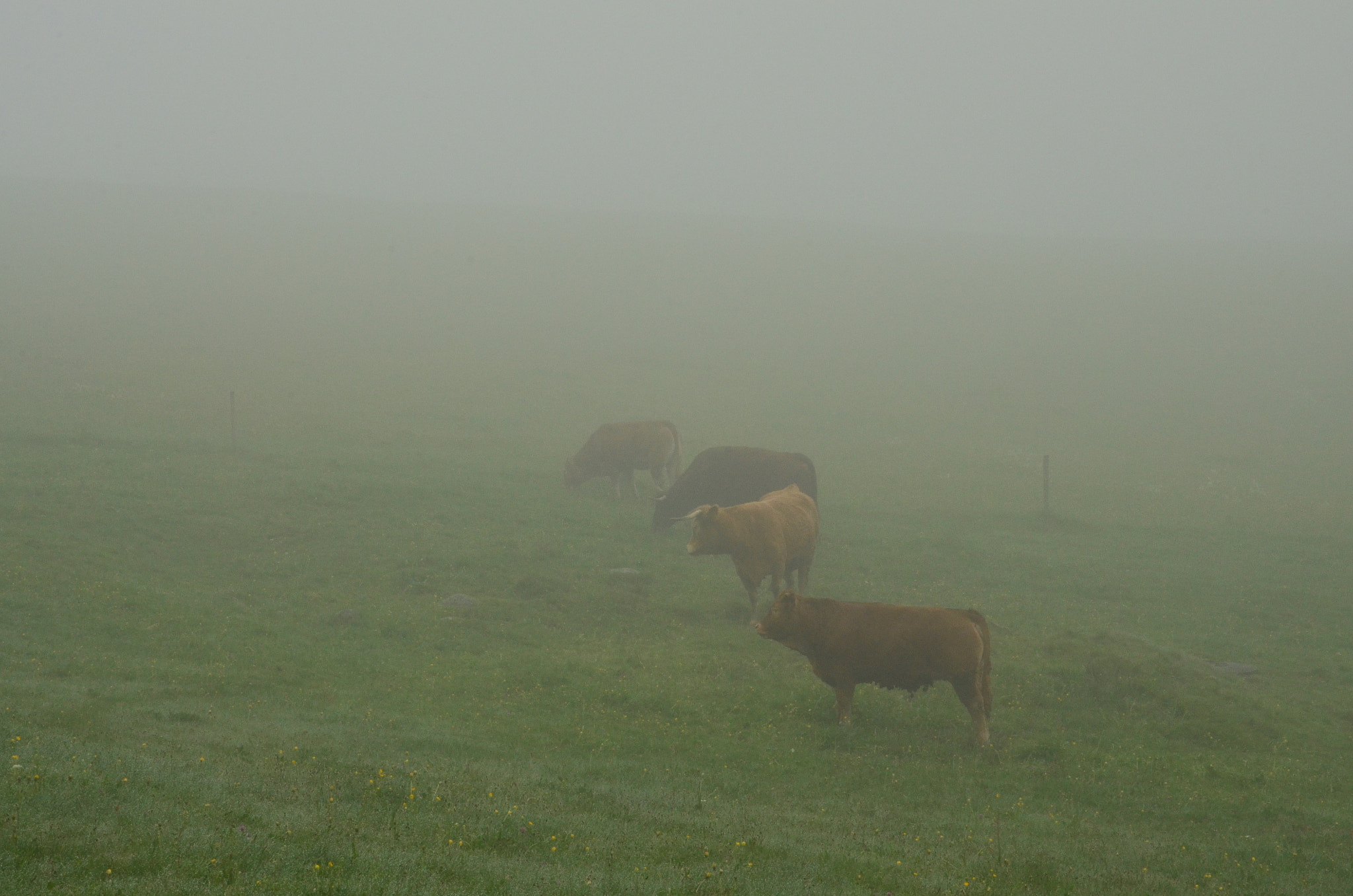 Nikon D5100 + Sigma 17-70mm F2.8-4 DC Macro OS HSM | C sample photo. Foggy cattle photography