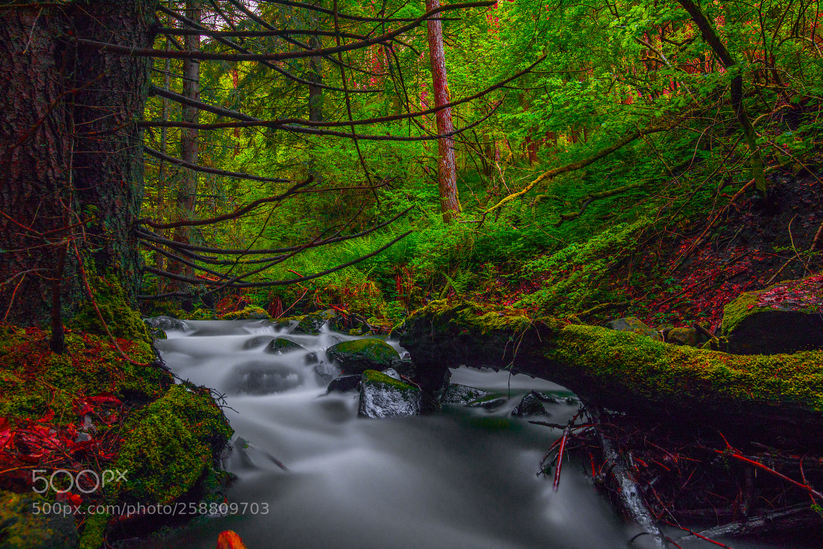 Nikon D810 sample photo. Forest river photography