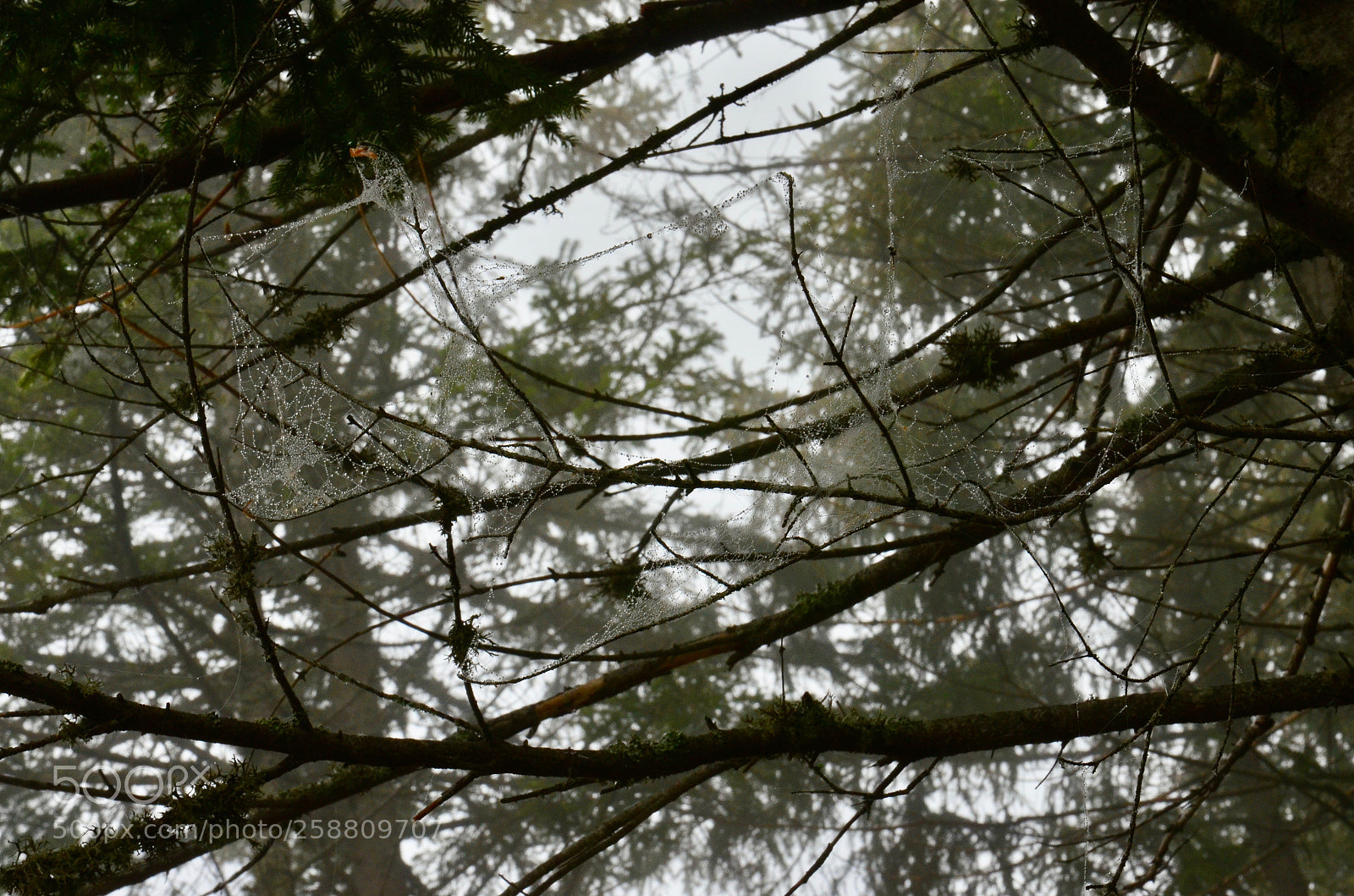 Nikon D5100 sample photo. Spiders up there photography