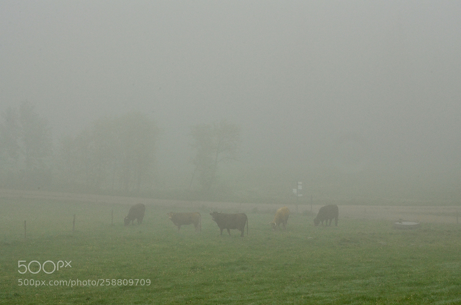 Nikon D5100 sample photo. Foggy meadow (occupied) photography