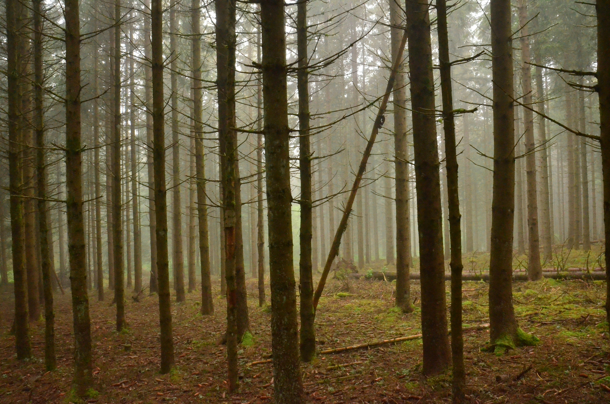Sigma 17-70mm F2.8-4 DC Macro OS HSM | C sample photo. Foggy woodland photography
