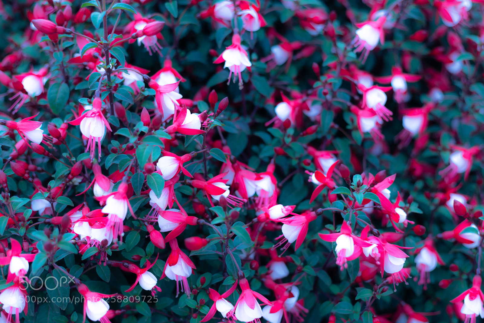Canon EOS 6D Mark II sample photo. Untitled photography