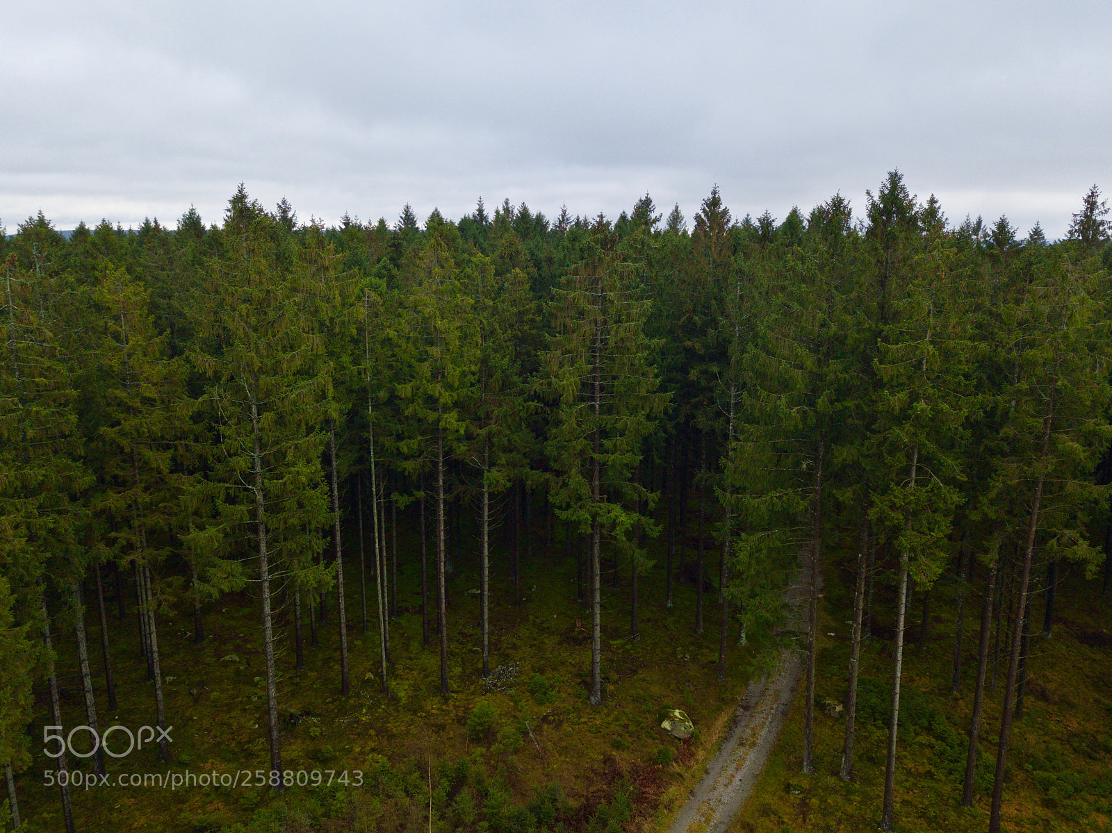 DJI FC220 sample photo. Aerial view over pine photography
