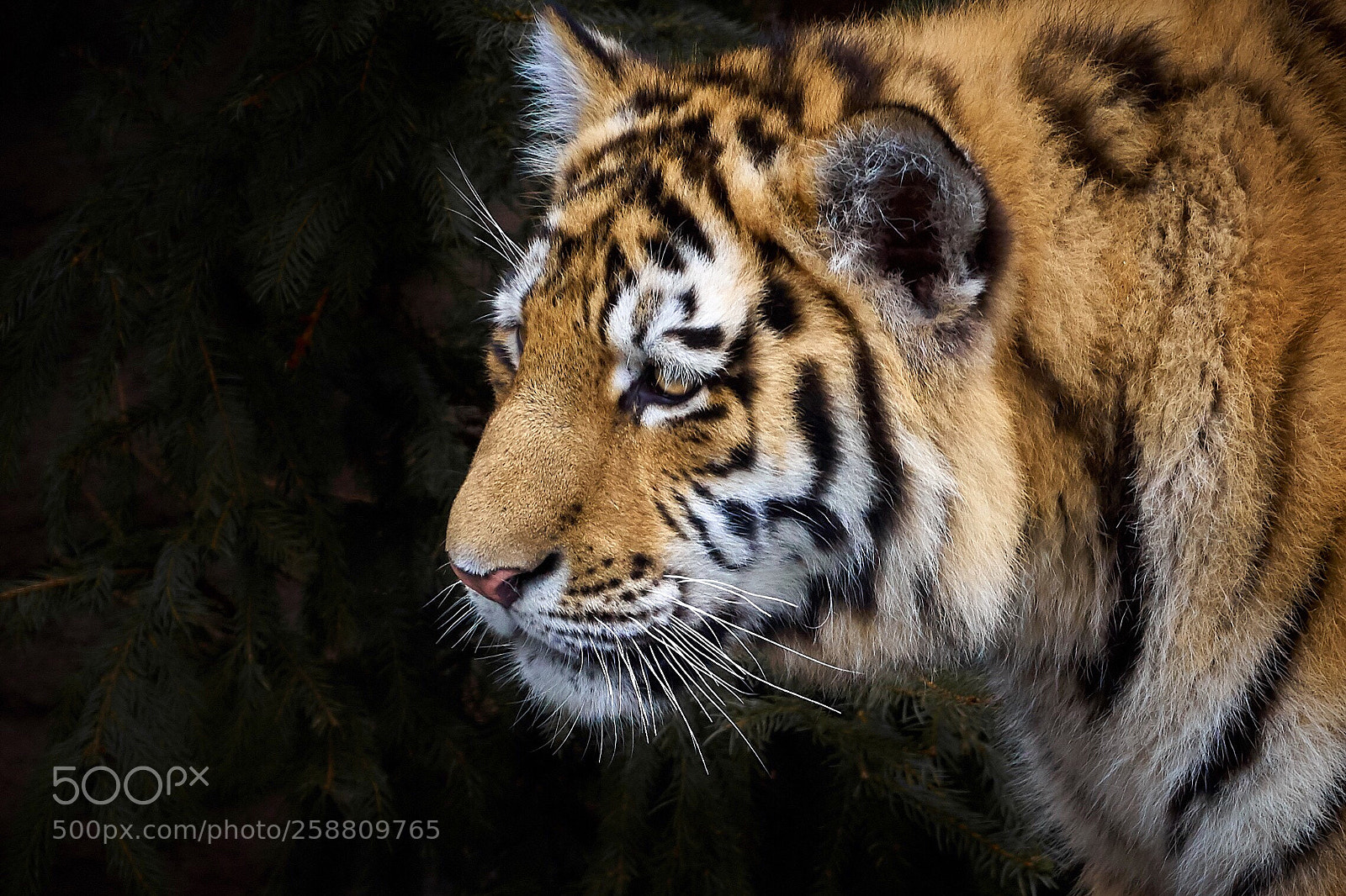 Sony a7R III sample photo. Tiger photography