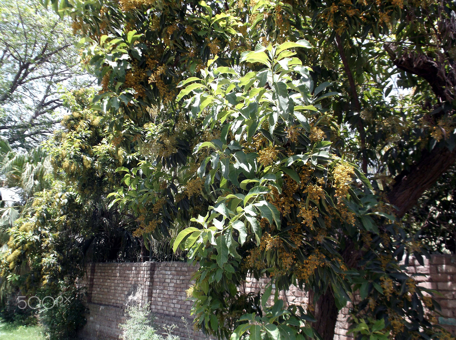 Fujifilm FinePix AX660 sample photo. Mango tree photography