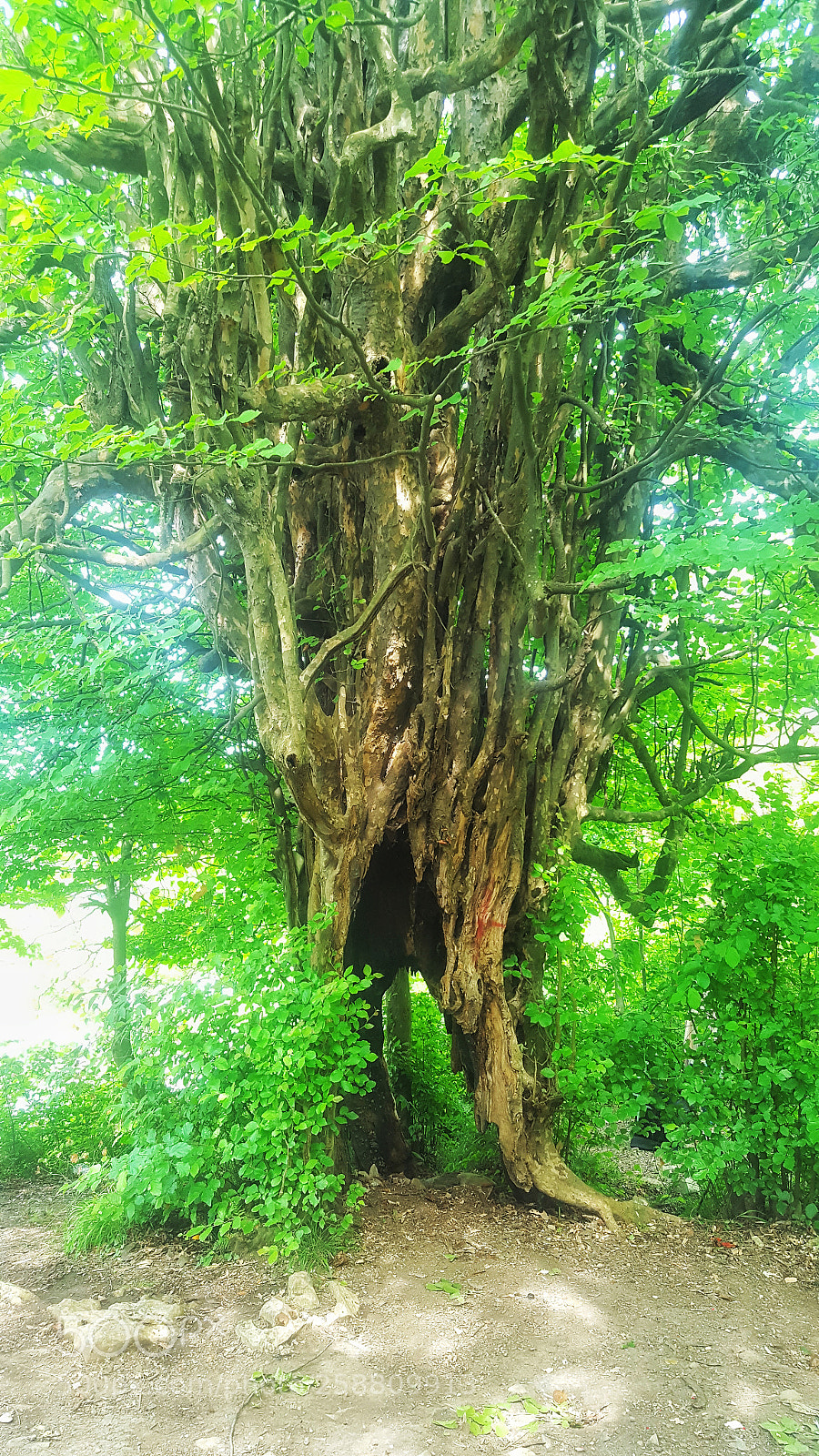 Samsung Galaxy S6 sample photo. Tree photography