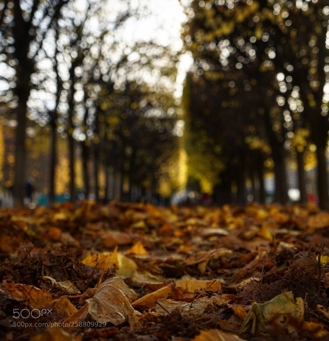 Sony a7R II sample photo. Paris  photography