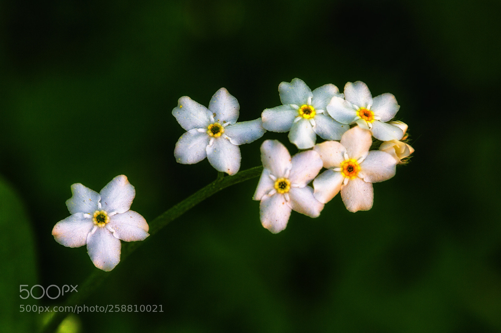 Canon EOS 6D sample photo. White photography
