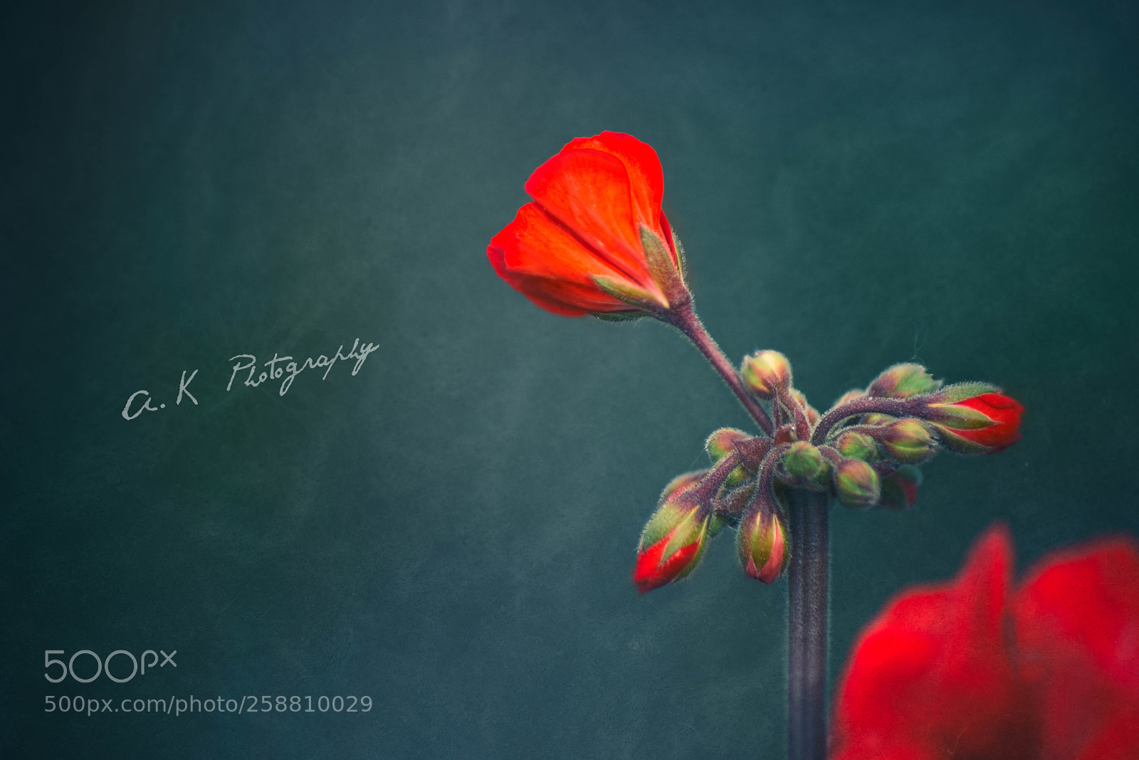 Nikon D750 sample photo. Spring photography