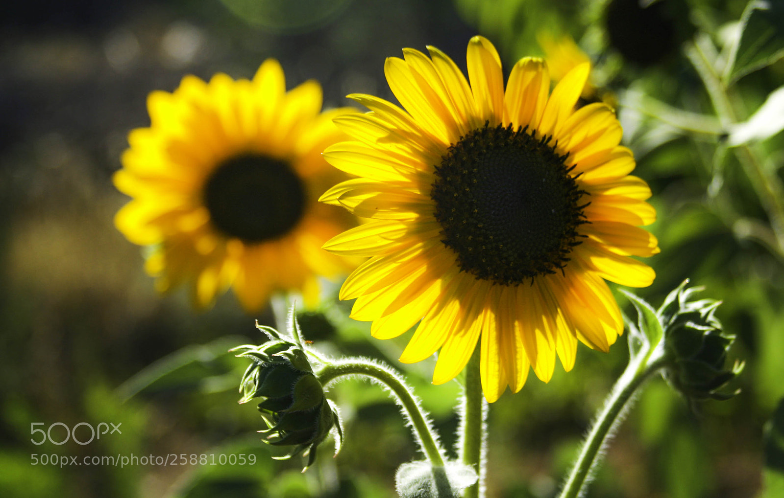 Canon EOS 350D (EOS Digital Rebel XT / EOS Kiss Digital N) sample photo. Girasol photography