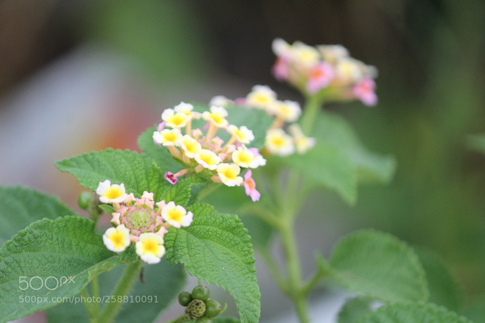 Canon EF-S 55-250mm F4-5.6 IS II sample photo. Img photography