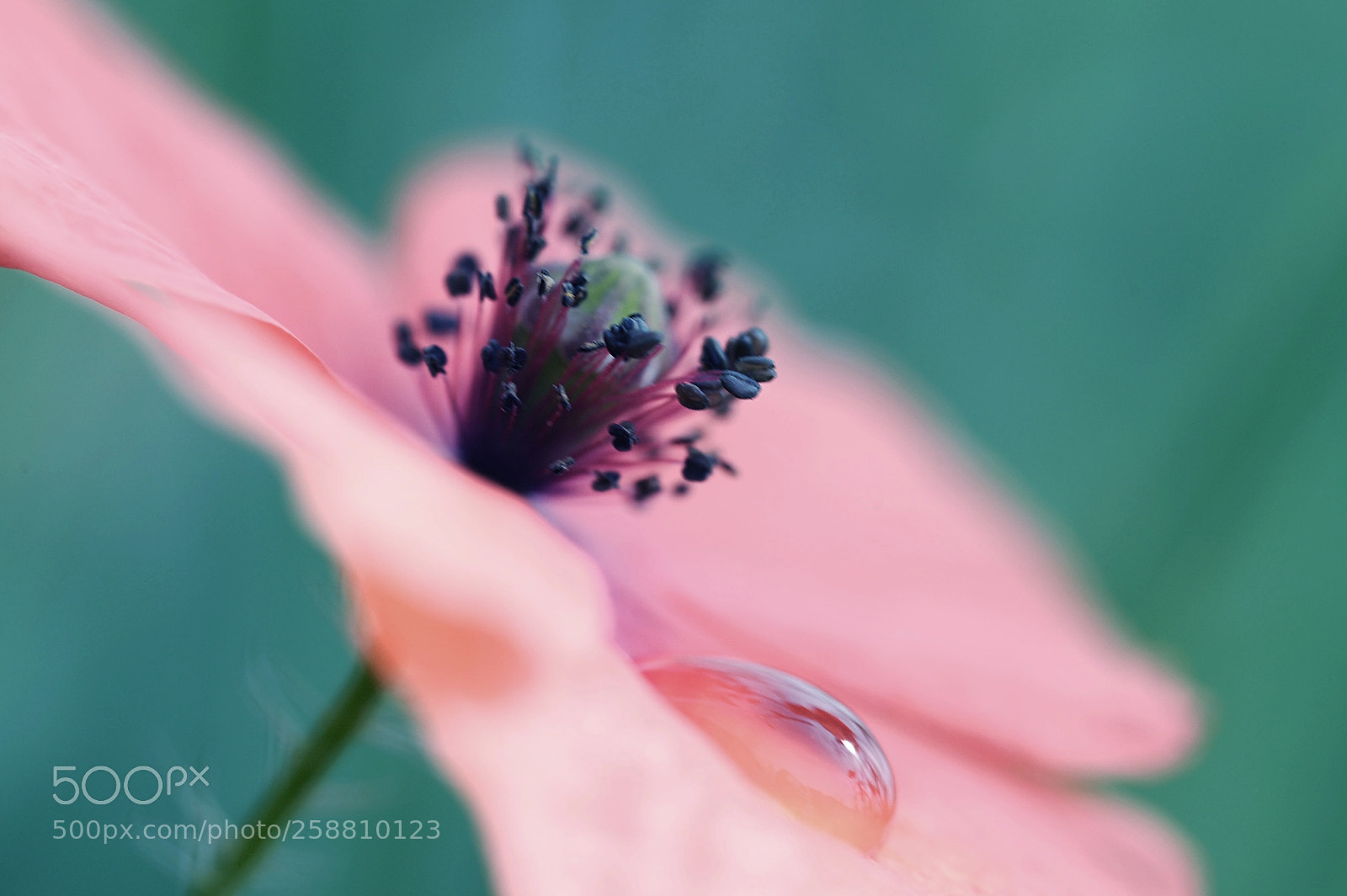 Nikon D700 sample photo. Poppy presence iii photography