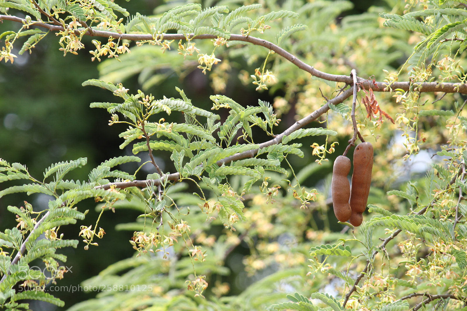 Canon EF-S 55-250mm F4-5.6 IS II sample photo. Img photography