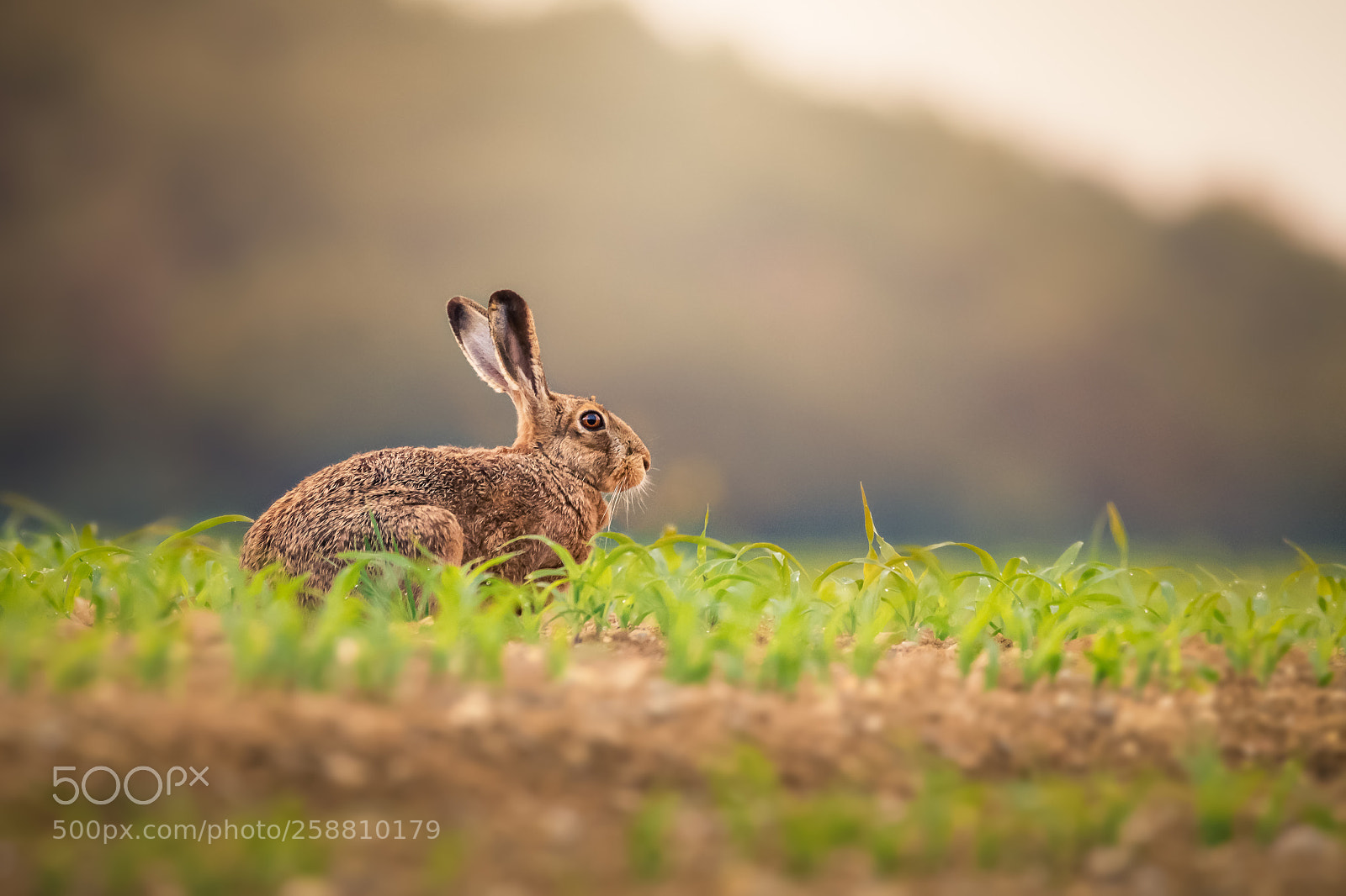 Nikon D500 sample photo. The rabbit photography