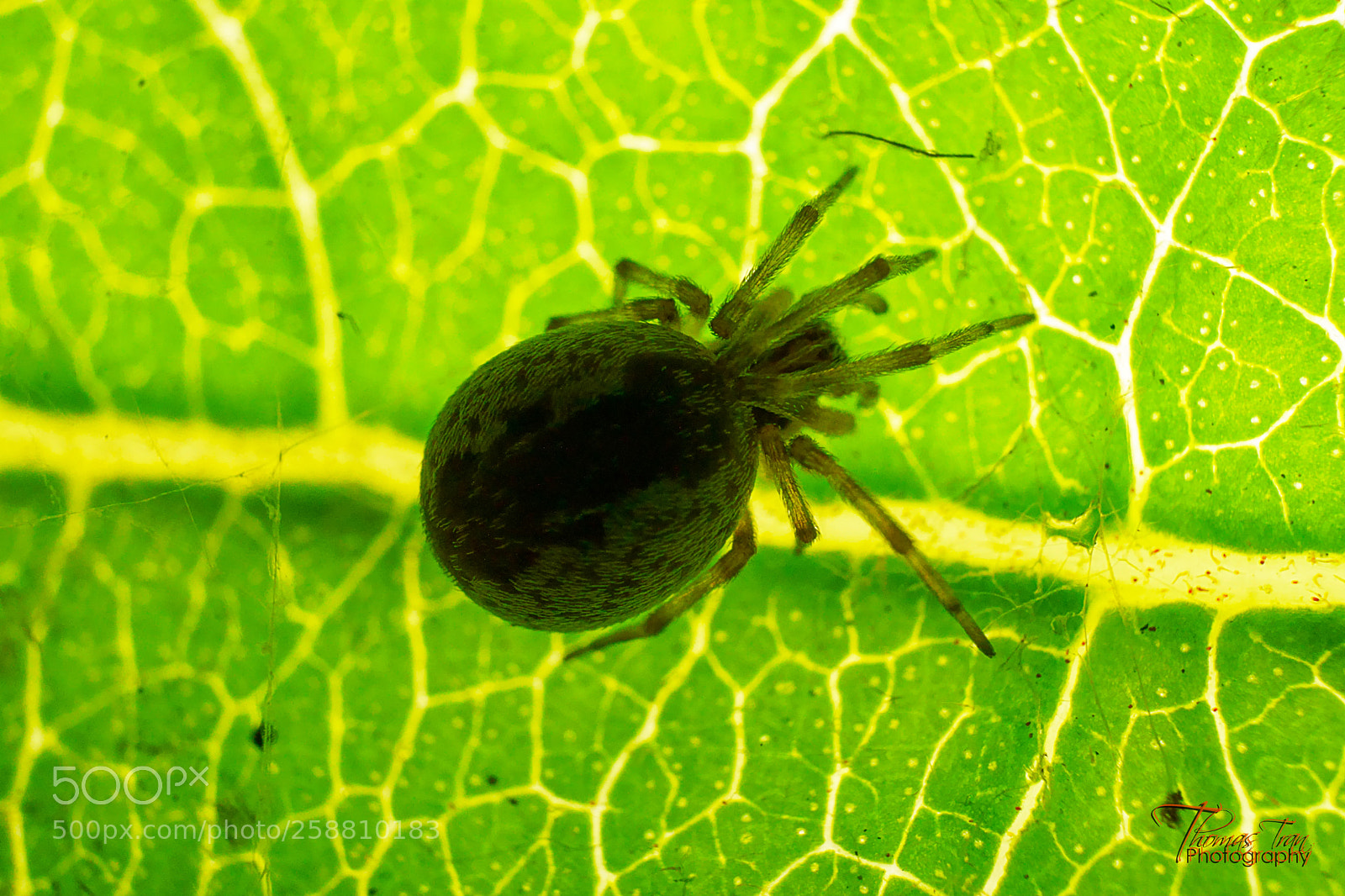 Sony a6000 sample photo. Water drop like spider photography
