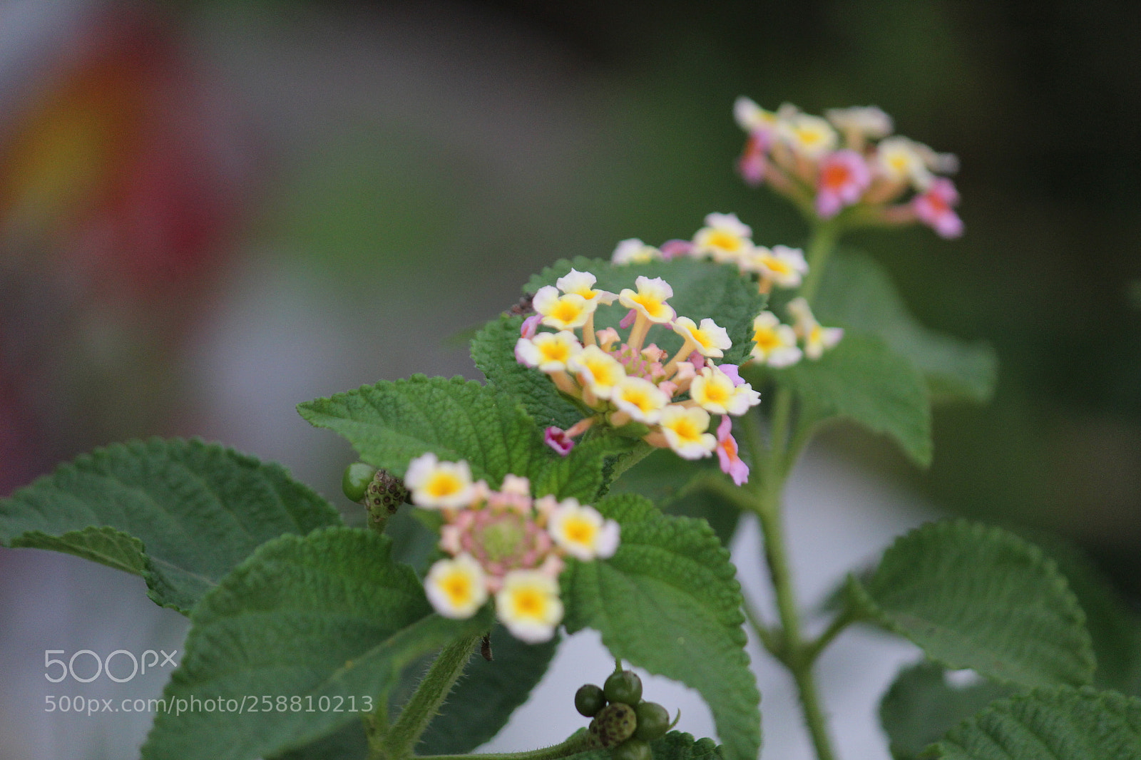 Canon EF-S 55-250mm F4-5.6 IS II sample photo. Village nature photography
