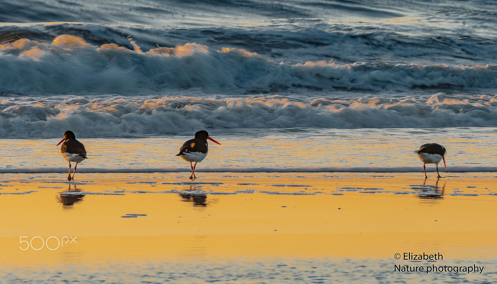 Nikon AF-S Nikkor 200-500mm F5.6E ED VR sample photo. Oystercatchers at the golden hour photography