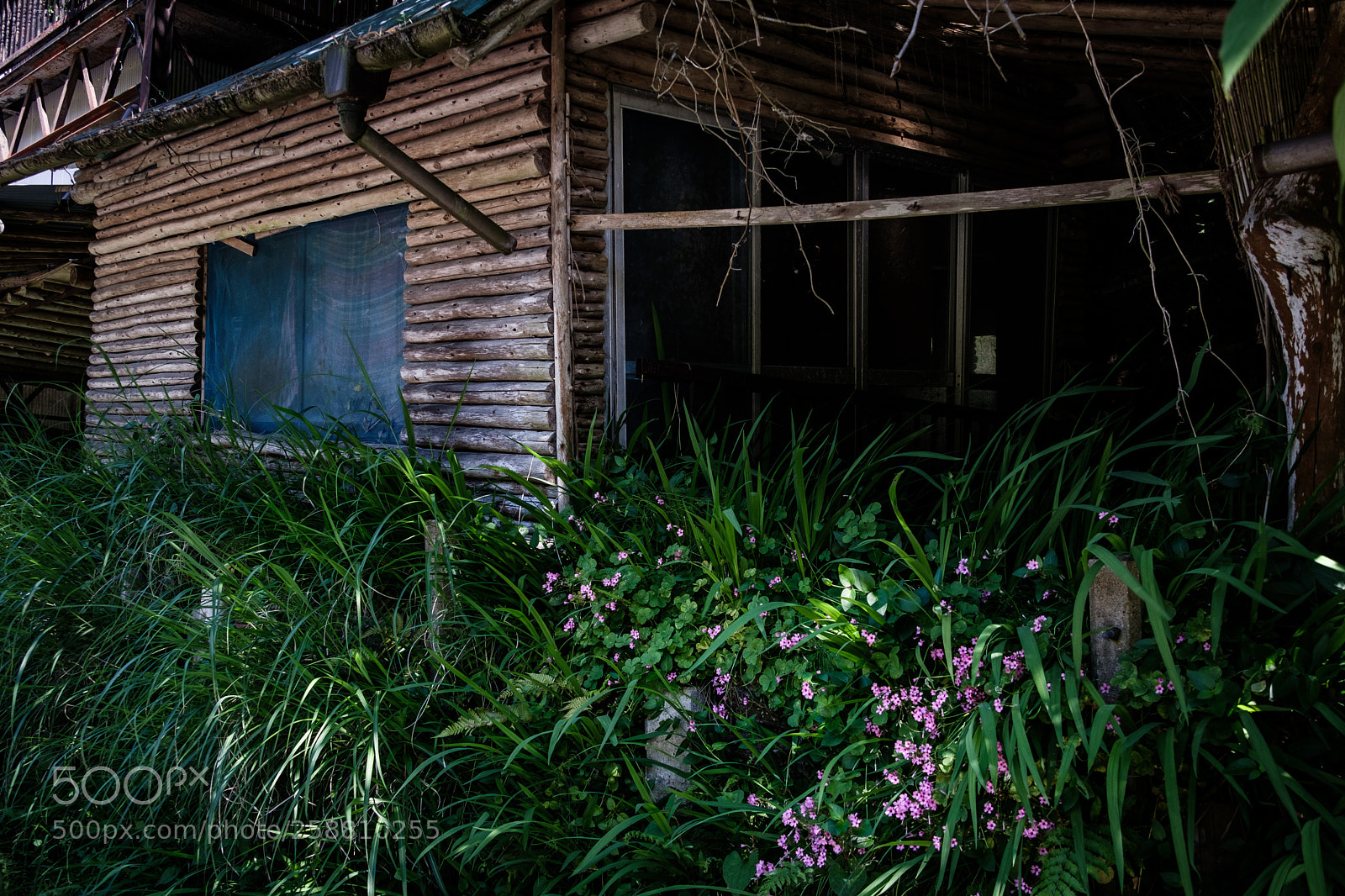 Fujifilm X-Pro2 sample photo. Flower and deserted house photography