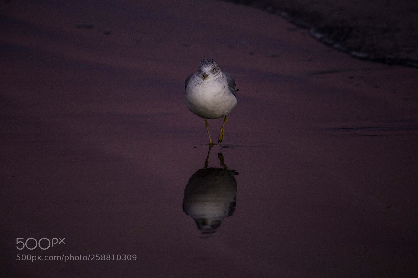 Canon EOS 6D sample photo. A sunset stroll photography