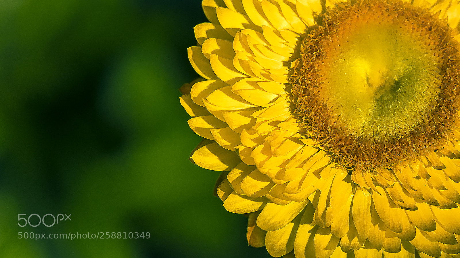Canon EOS 5DS R sample photo. Paper flower photography