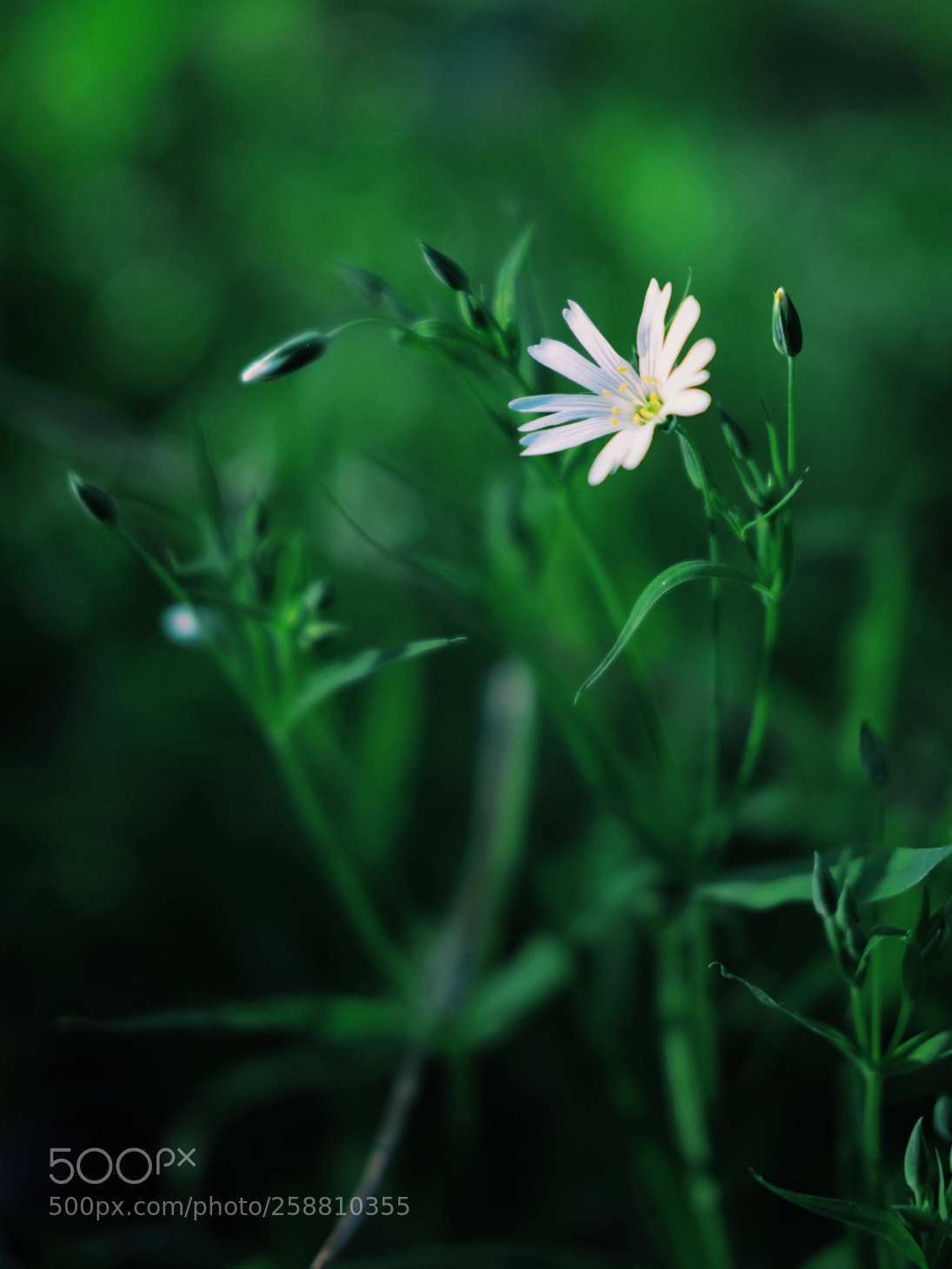 Fujifilm X-T1 sample photo. In the forest photography