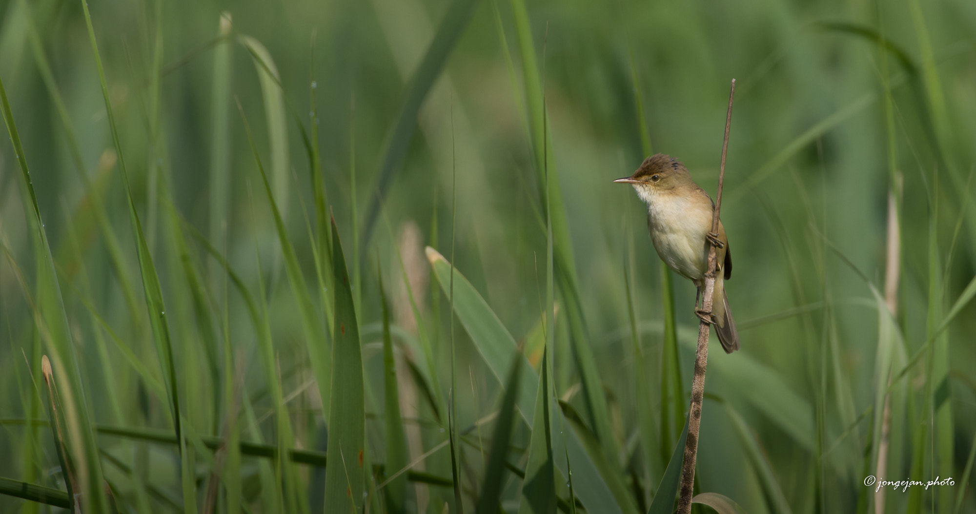 Pentax K-1 Mark II sample photo. Reed warbler photography