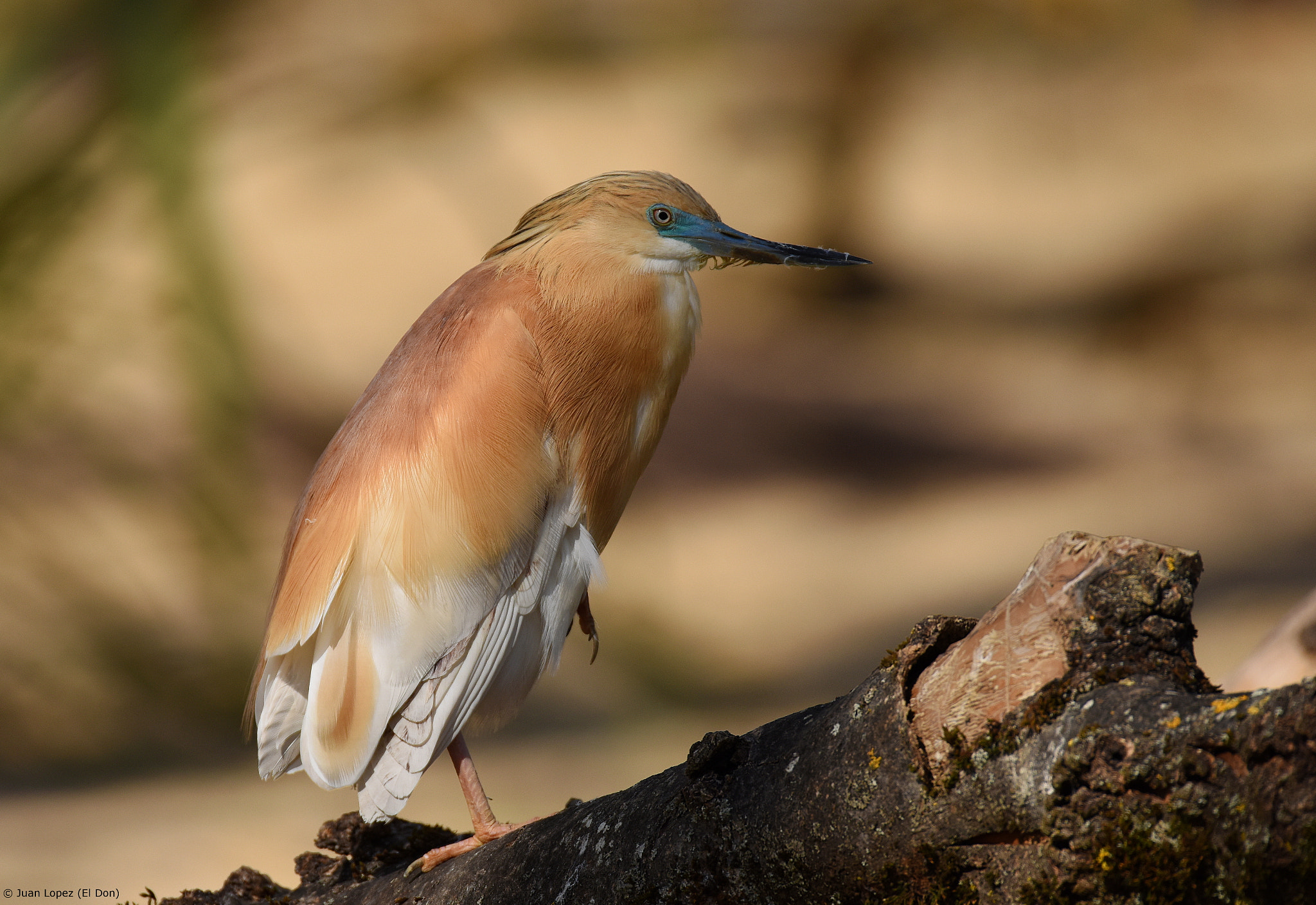 Sigma 150-600mm F5-6.3 DG OS HSM | S sample photo. Golden colors..!! photography