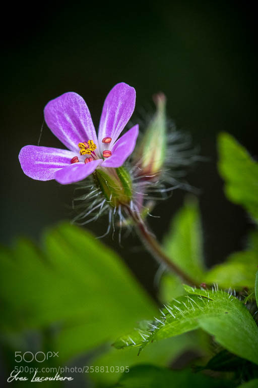Nikon D500 sample photo. Geranium robertanium photography