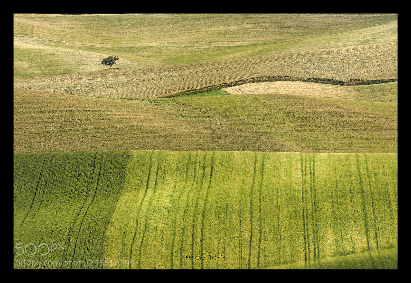 Canon EOS 5D Mark IV sample photo. Lone tree photography