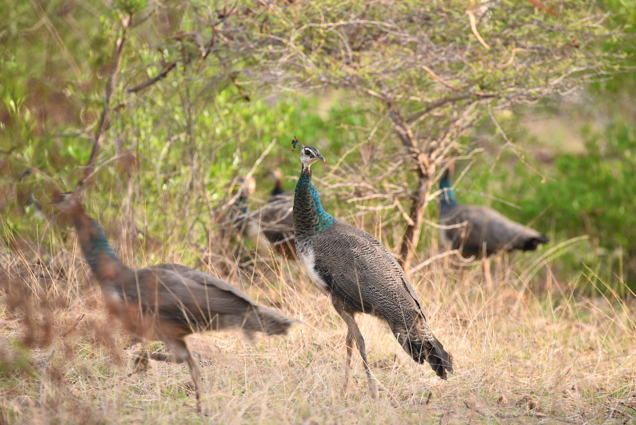 Nikon AF-S Nikkor 200-500mm F5.6E ED VR sample photo. Peahen photography
