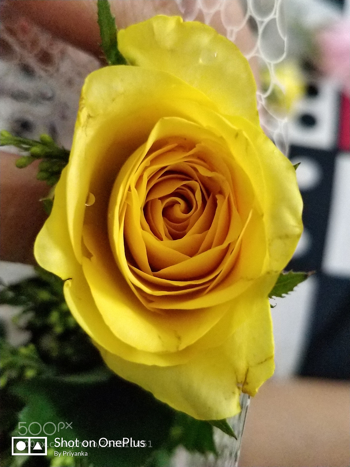 OnePlus 5 sample photo. Yellow roses photography