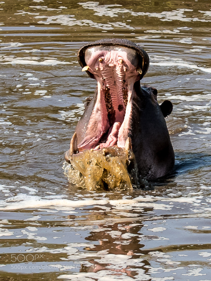 Nikon D5500 sample photo. Open wide! photography