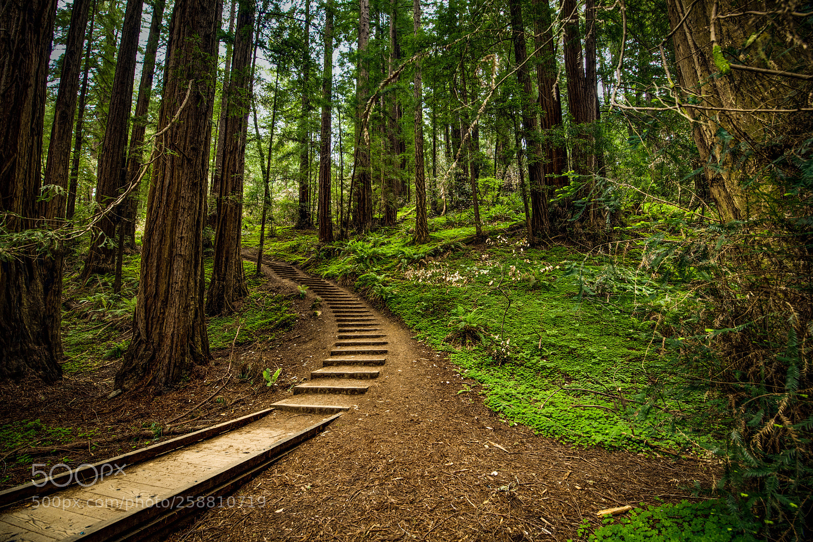 Nikon D750 sample photo. Muir woods photography