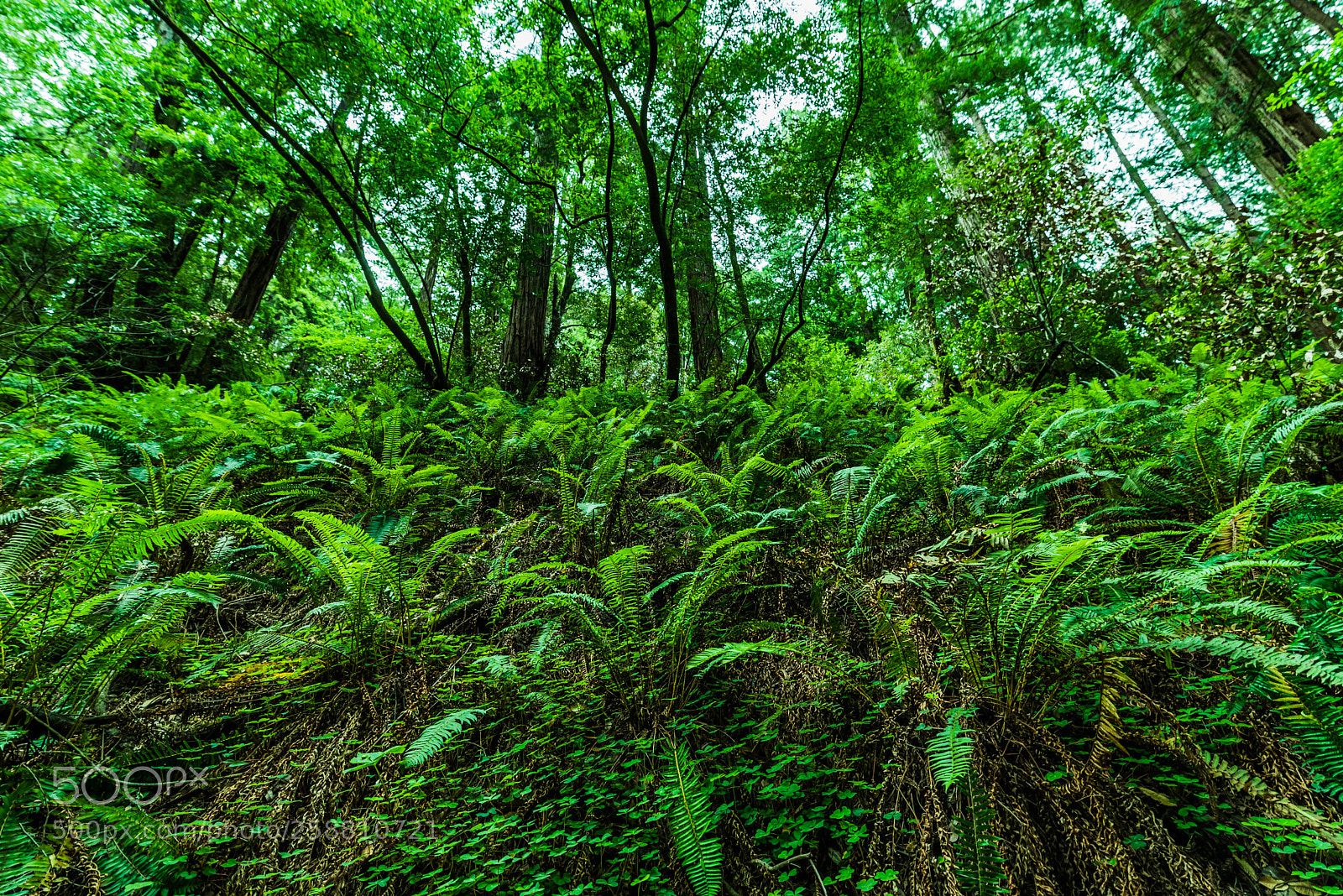 Nikon D750 sample photo. Muir woods photography