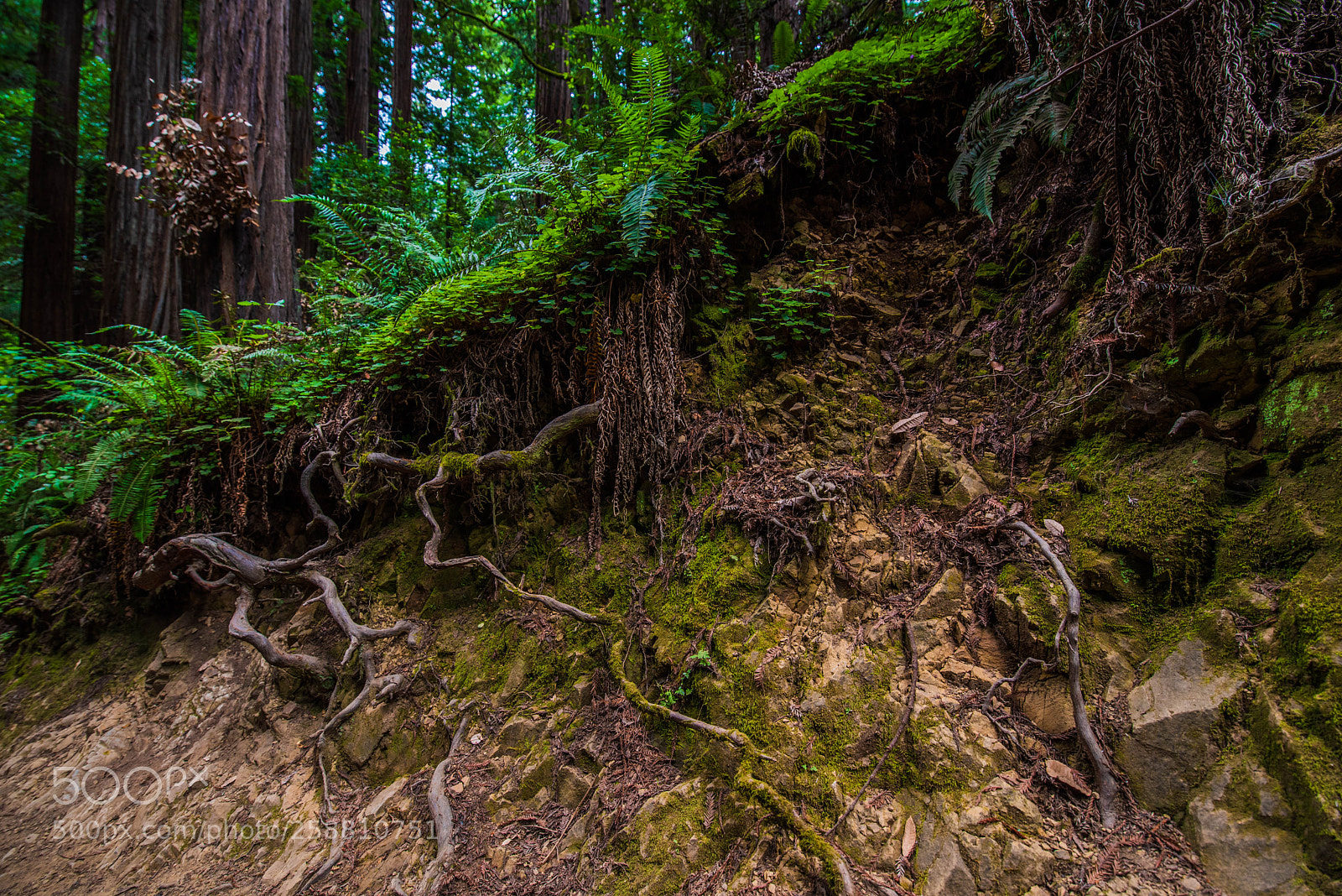 Nikon D750 sample photo. Muir woods photography