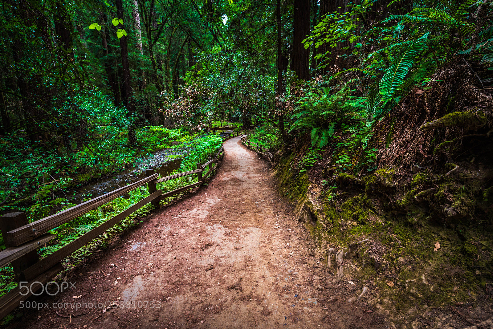 Nikon D750 sample photo. Muir woods photography