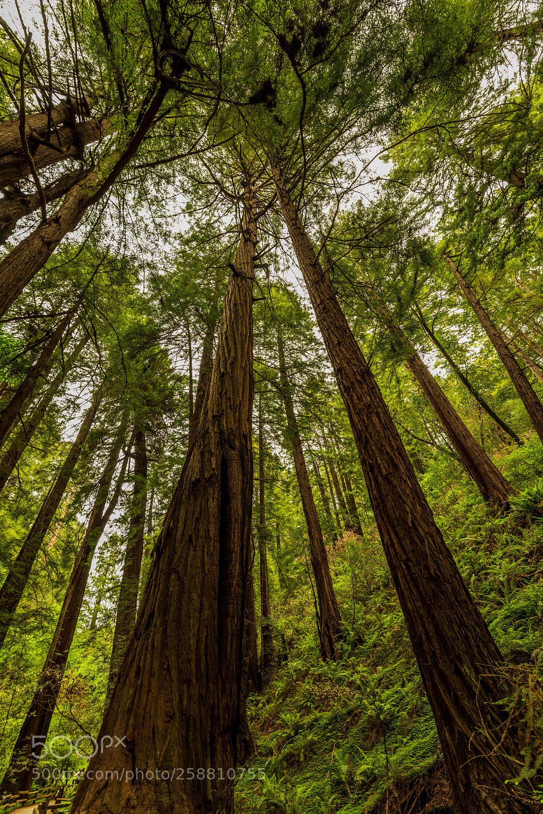 Nikon D750 sample photo. Muir woods photography