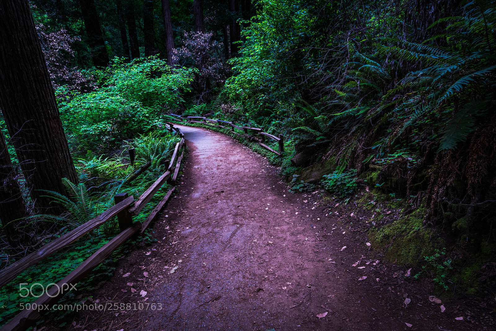 Nikon D750 sample photo. Muir woods photography