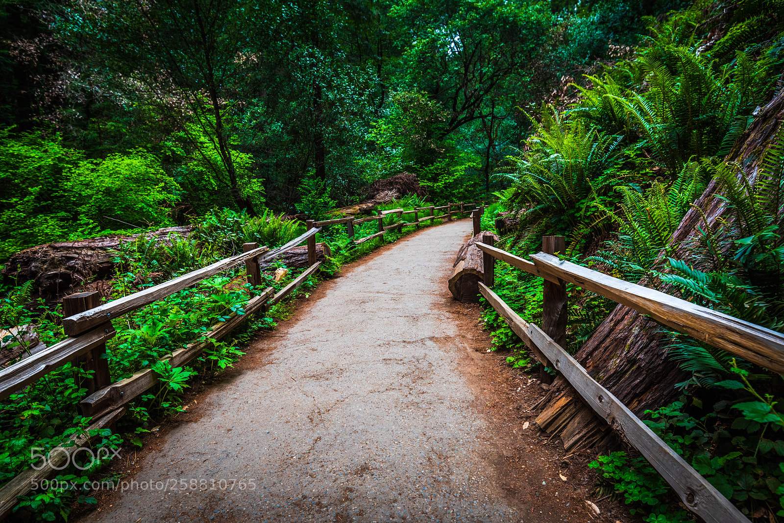 Nikon D750 sample photo. Muir woods photography
