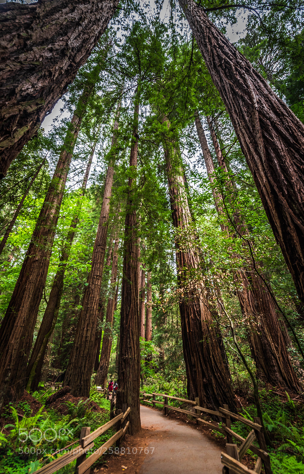 Nikon D750 sample photo. Muir woods photography
