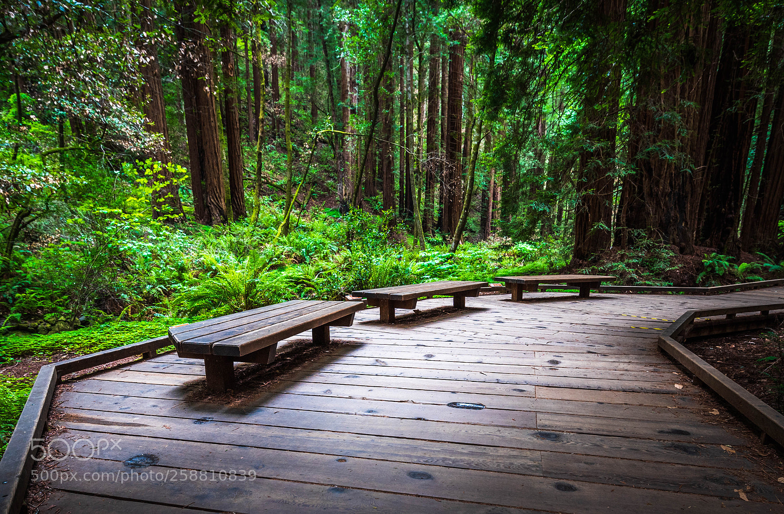 Nikon D750 sample photo. Muir woods photography
