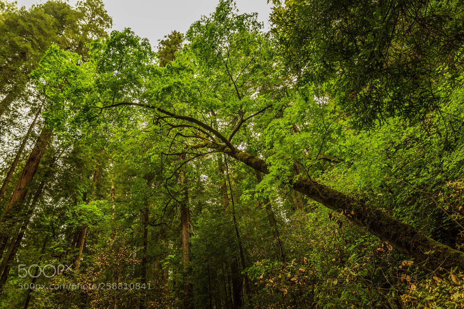Nikon D750 sample photo. Muir woods photography