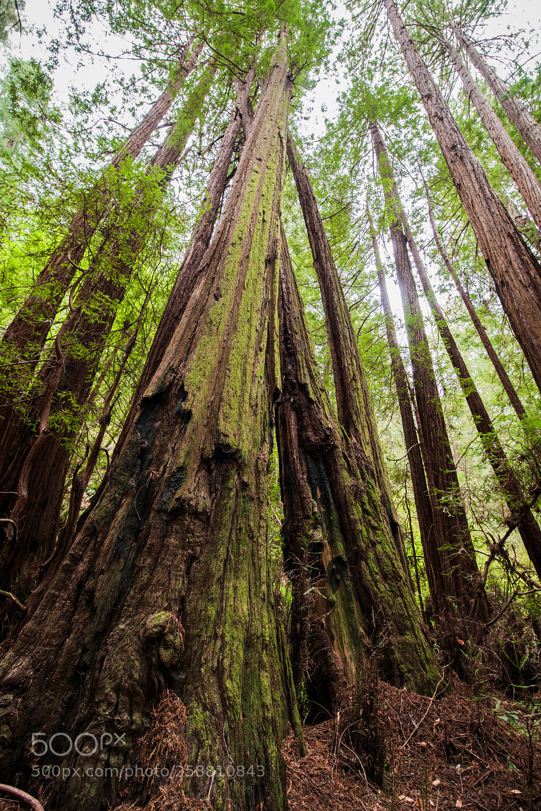 Nikon D750 sample photo. Muir woods photography
