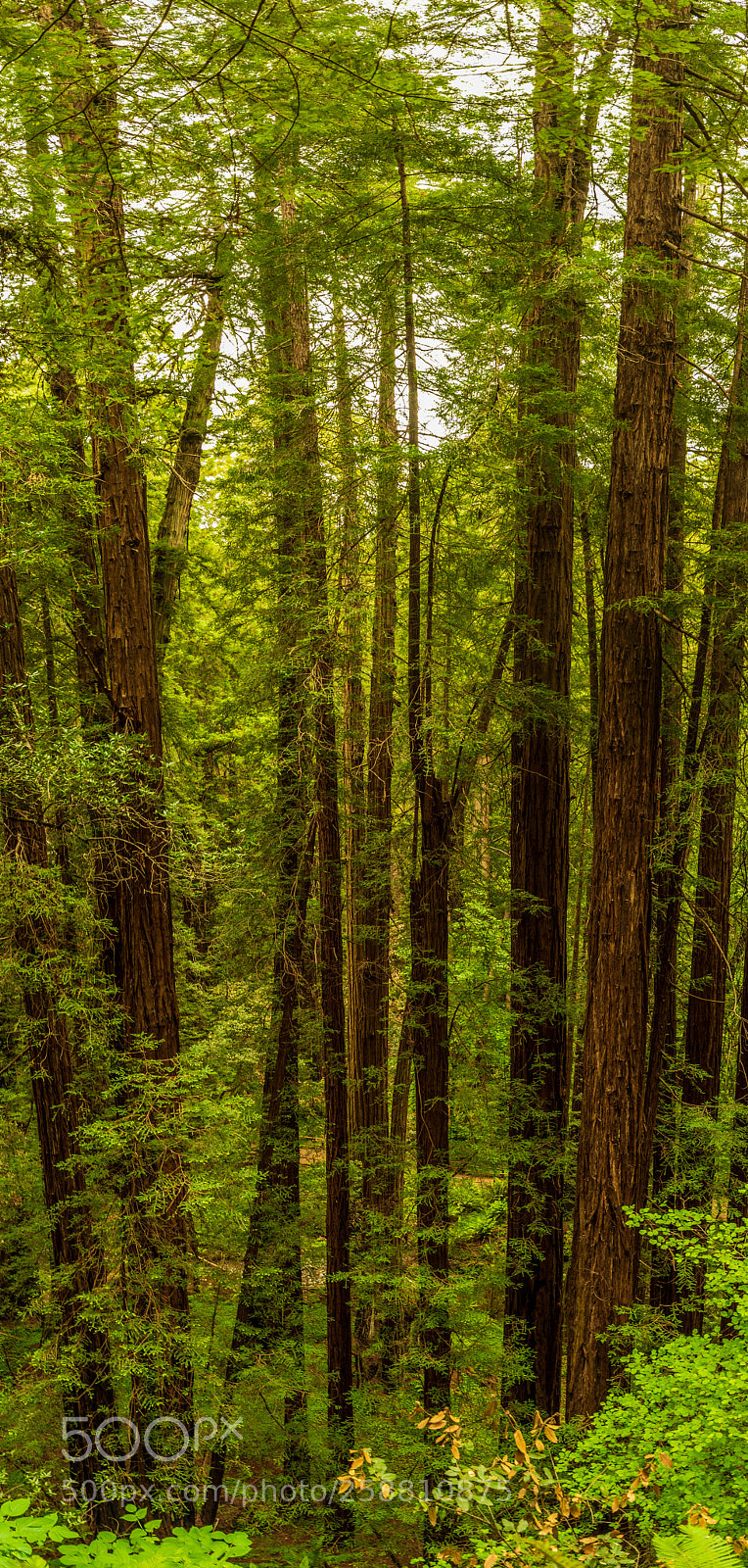 Nikon D750 sample photo. Muir woods photography