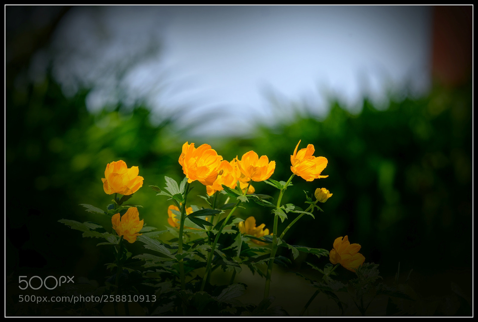 Fujifilm X-T20 sample photo. Trollius europaeus photography