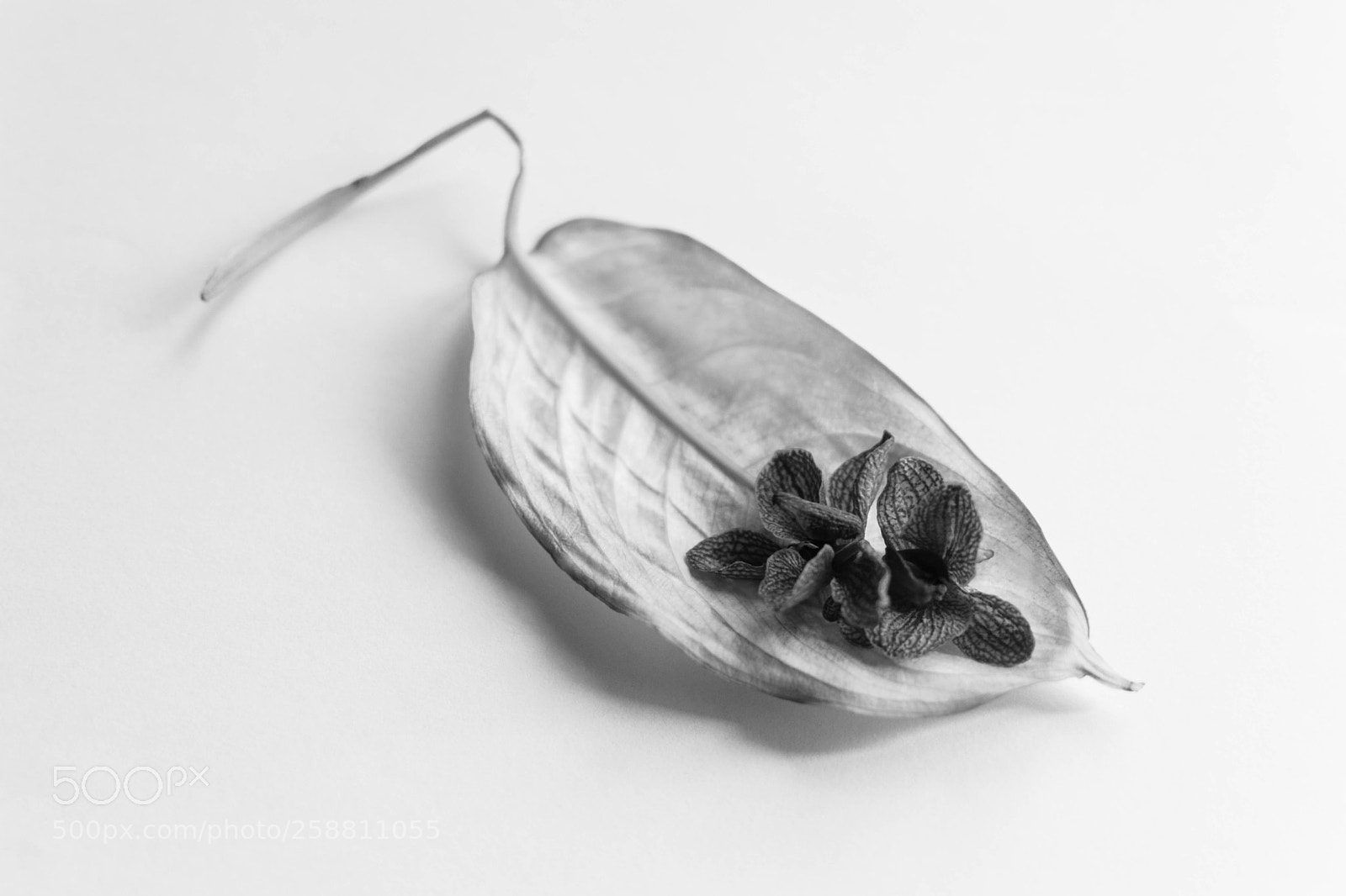 Nikon D5300 sample photo. Protección/ protection photography