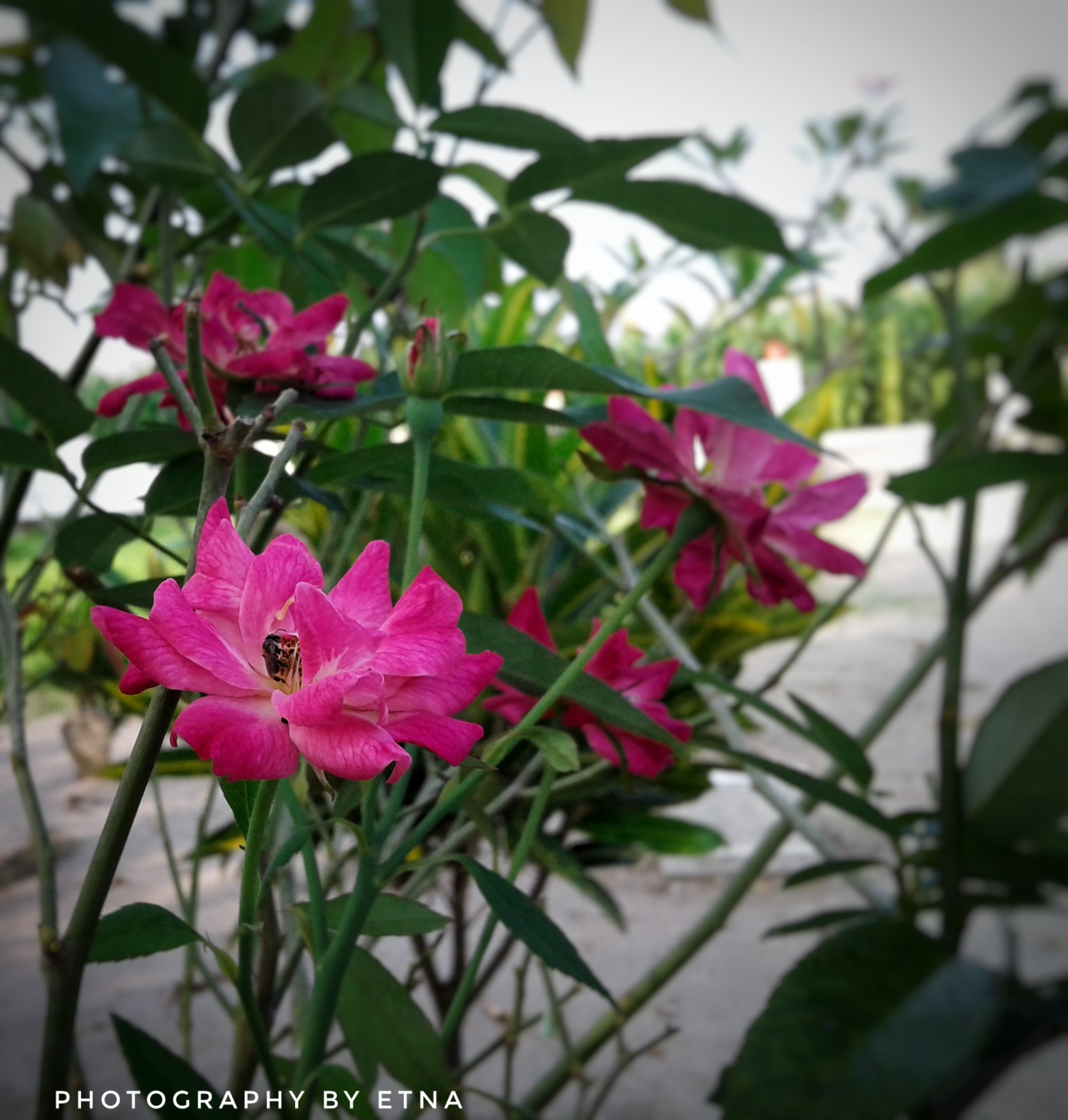 Samsung Galaxy J1 Ace sample photo. Rose flower photography