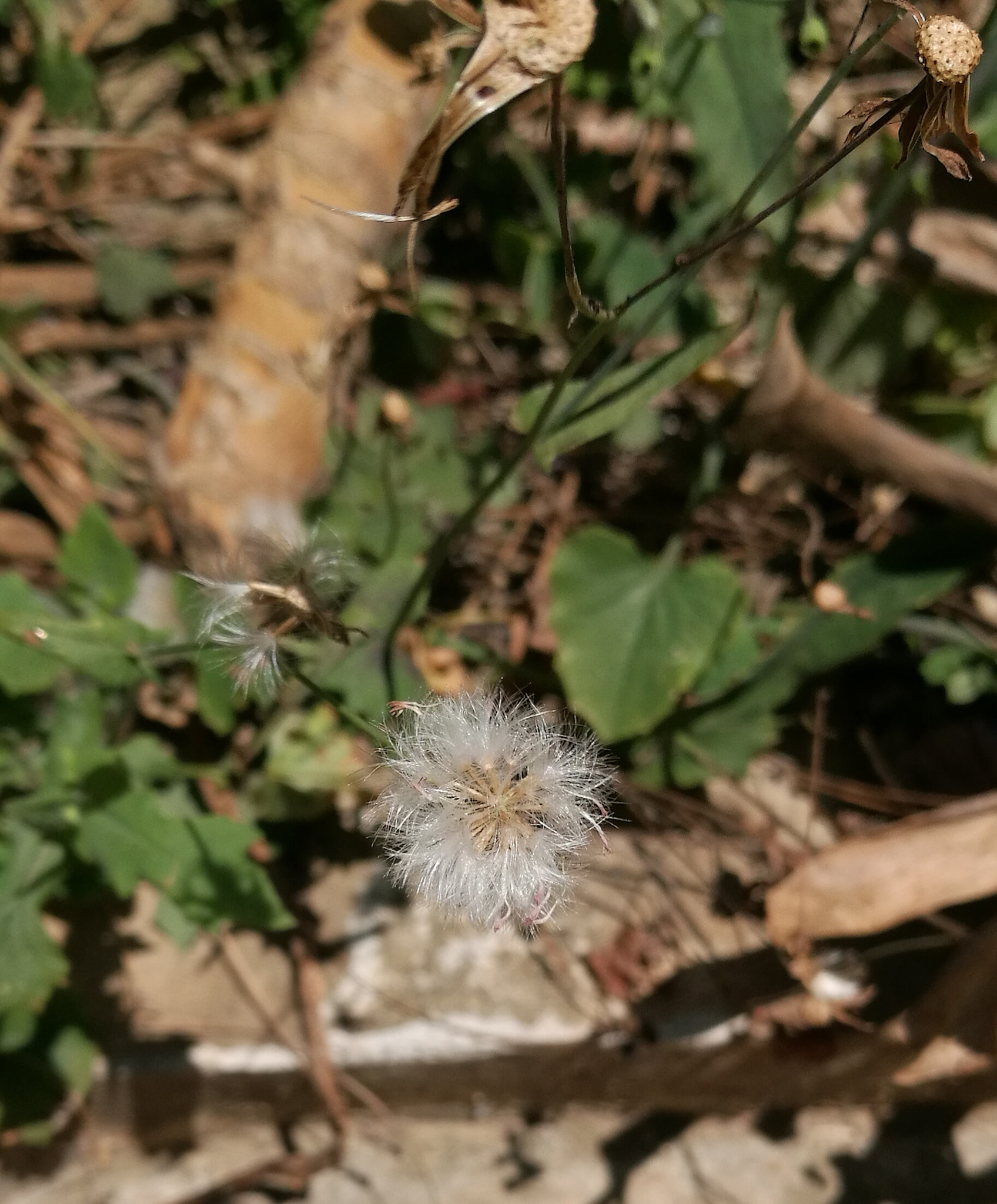 HUAWEI P9 Plus sample photo