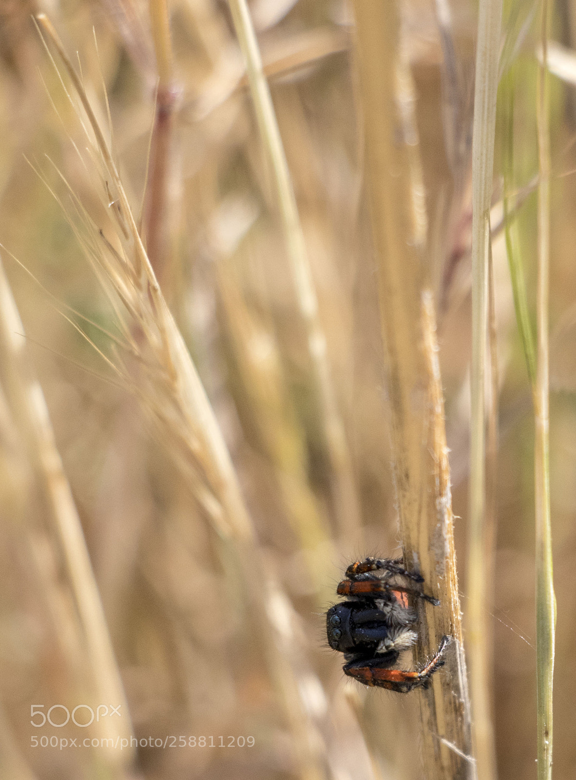 Canon EOS 77D (EOS 9000D / EOS 770D) sample photo. Face to face photography
